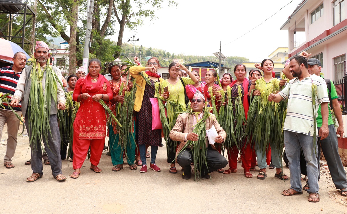 बाँदर नियन्त्रणको माग राख्दै धादिङका किसान आन्दोलित